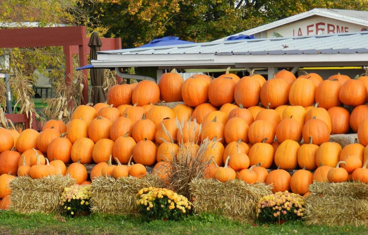 Looking for the best pumpkin patches in