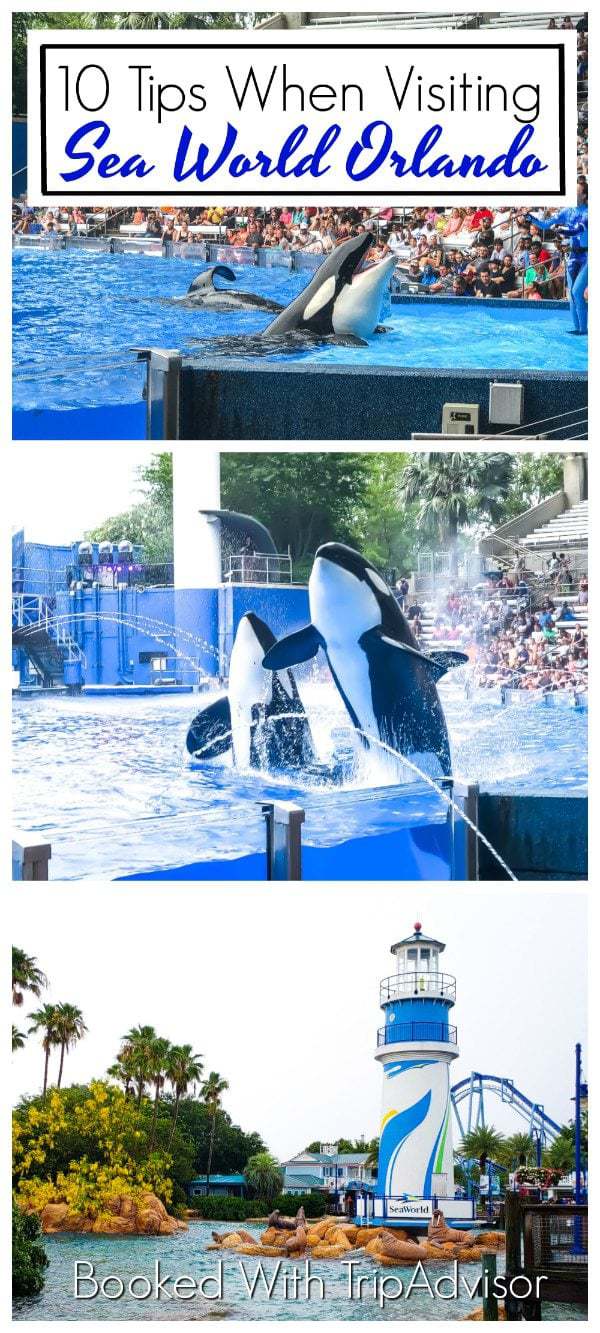 Visiting Sea World is an absolute must on your next family-friendly trip to Orlando. Here are 10 expert tips to keep in mind during your visit! @TripAdvisor #Partner #TripAdvisor #SeaWorld
