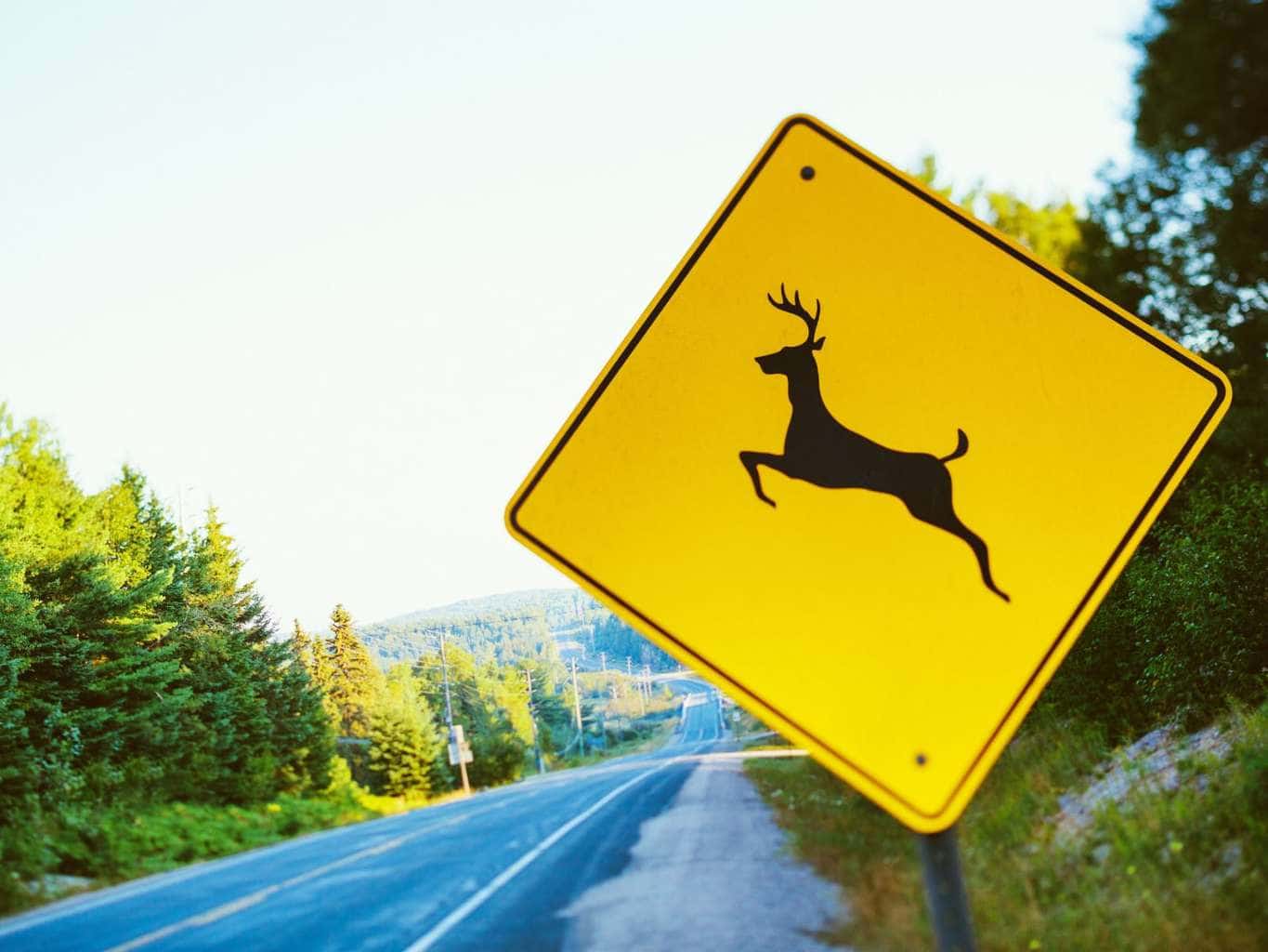 deer drive tips