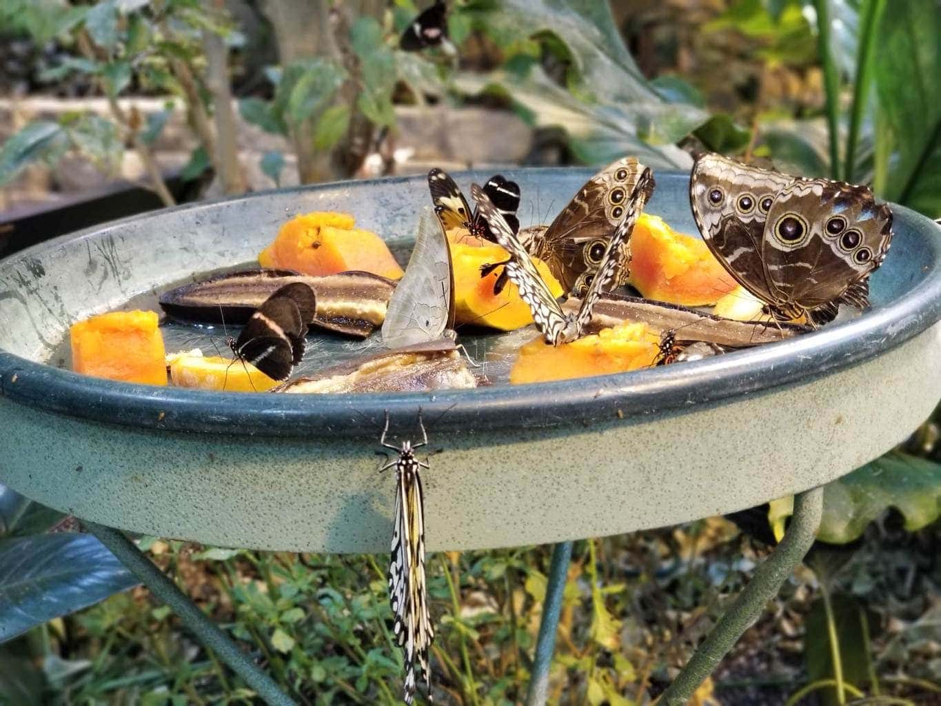 Butterfly palace