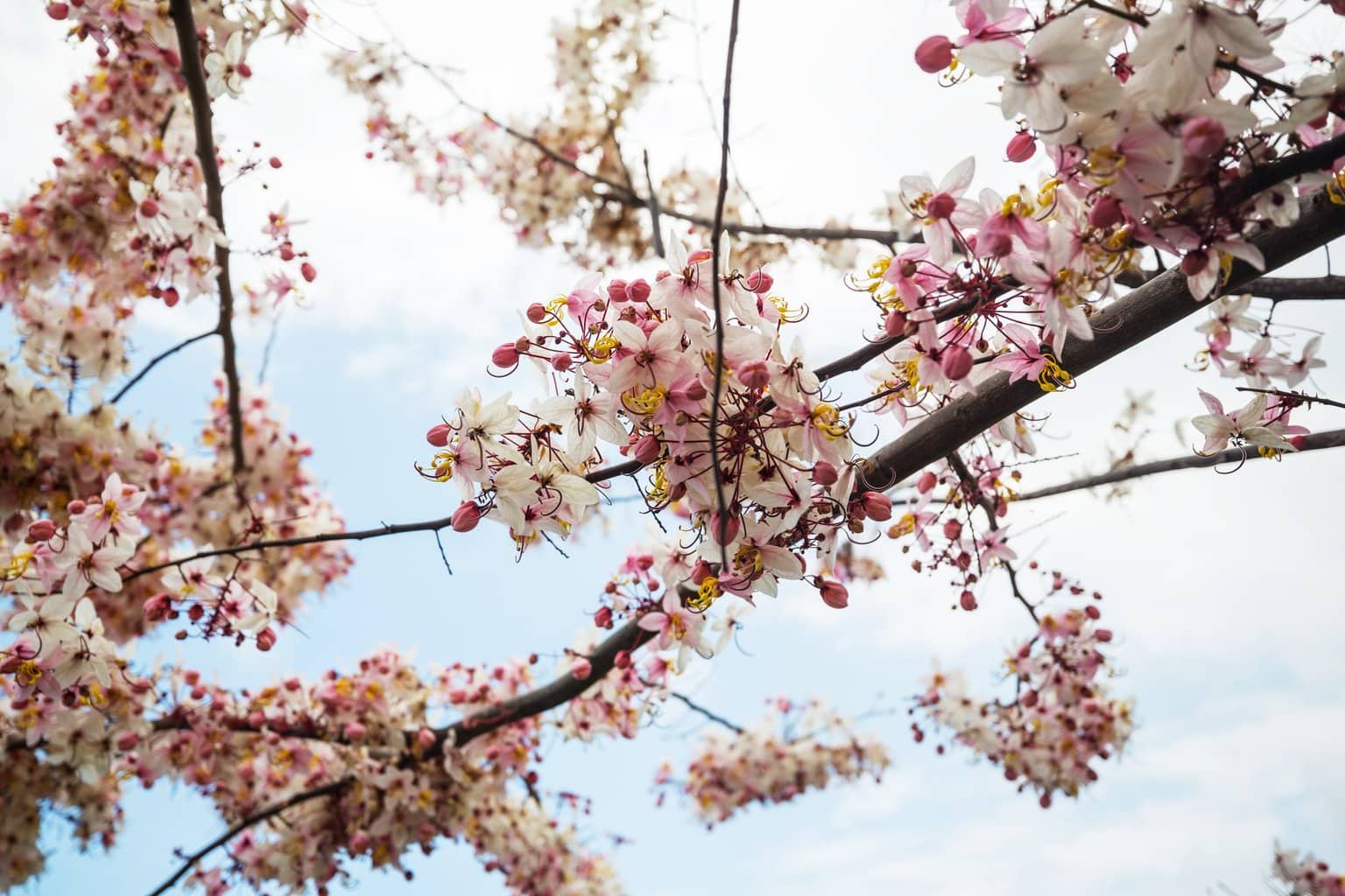 15 Best Cherry Blossom Festivals in the United States