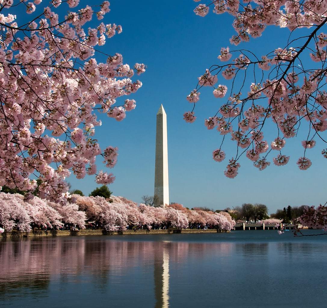 Cherry Blossom and Washington Monument
