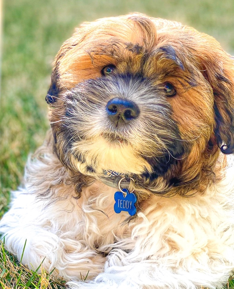 can dogs have white flour