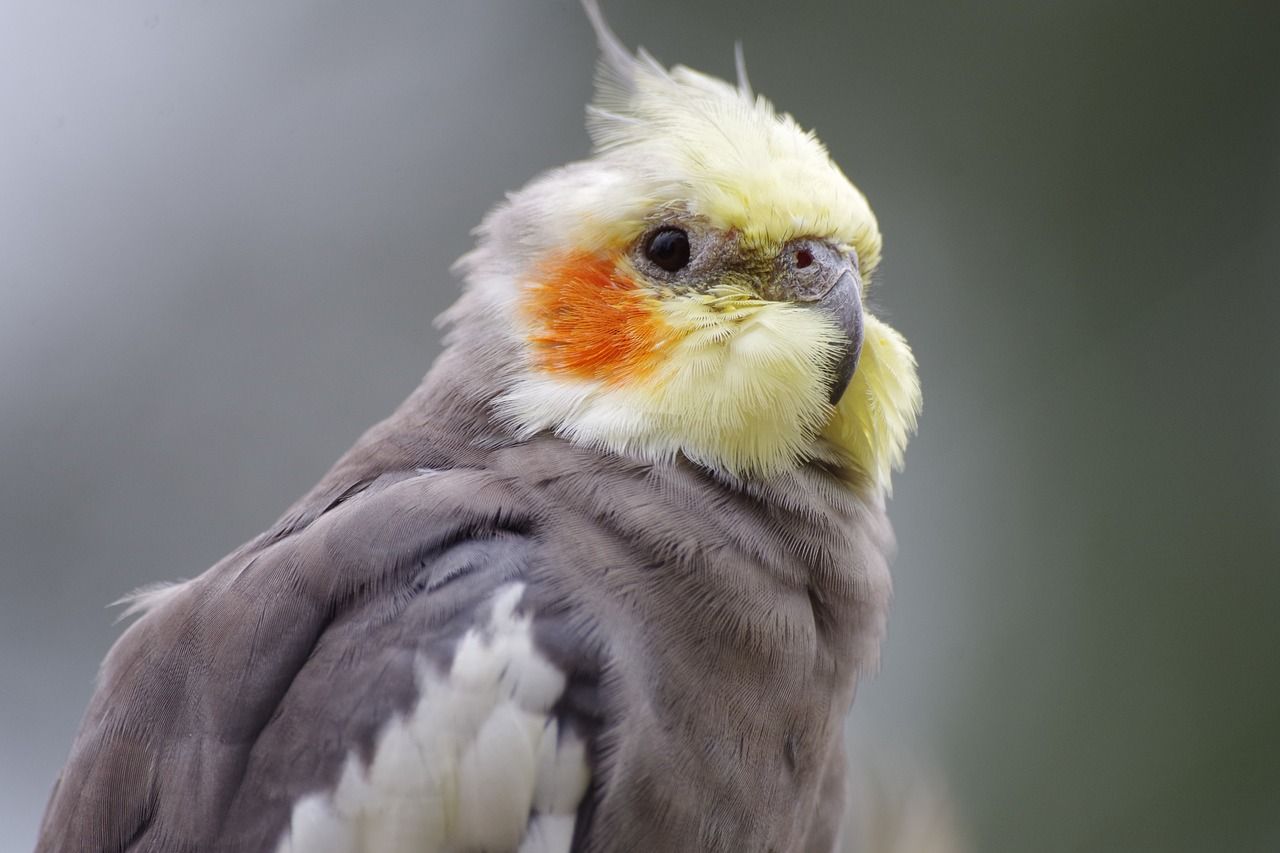 6 of the Best Pet Birds for Kids and Families