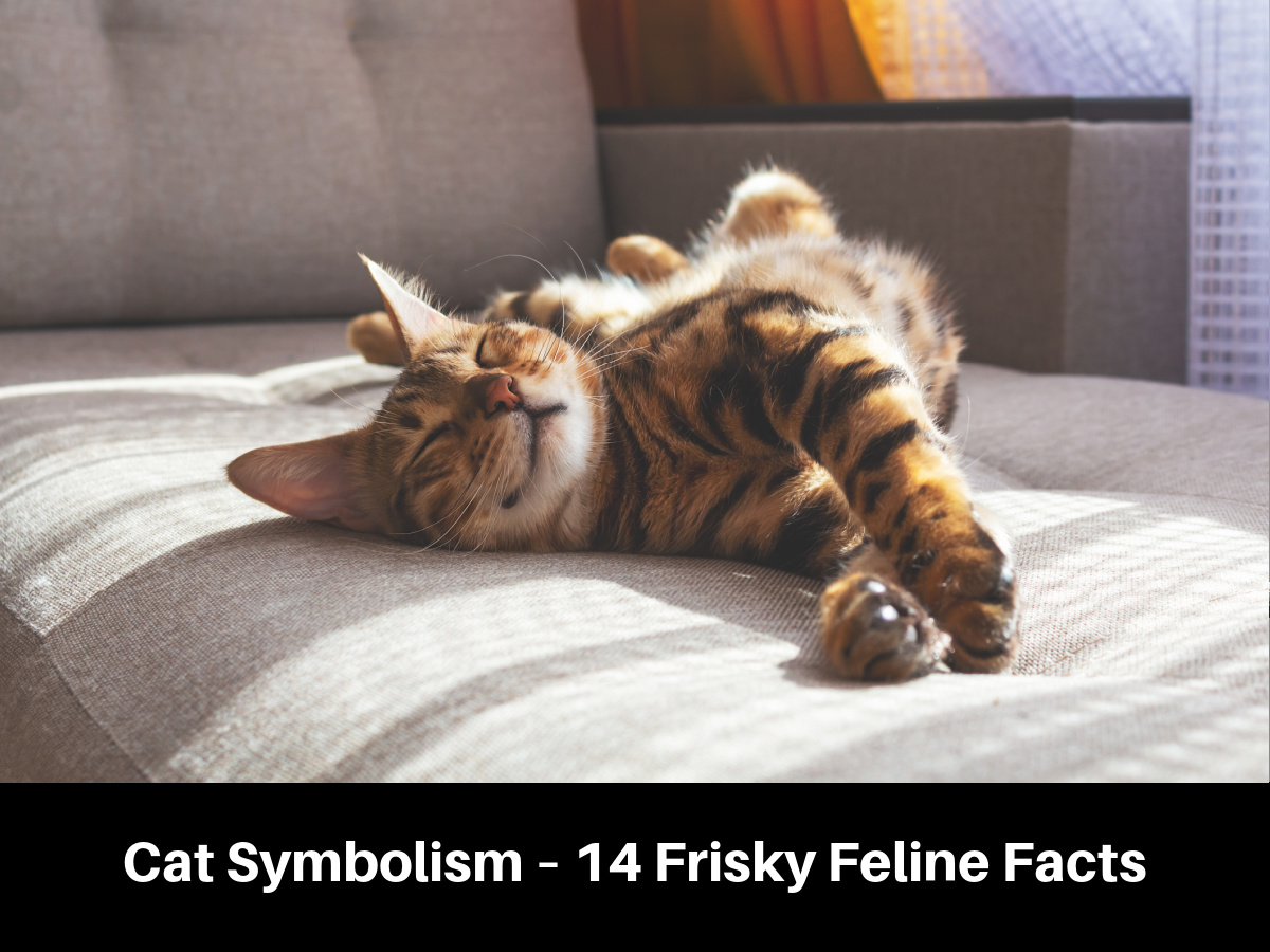 Cat Symbolism – 14 Frisky Feline Facts